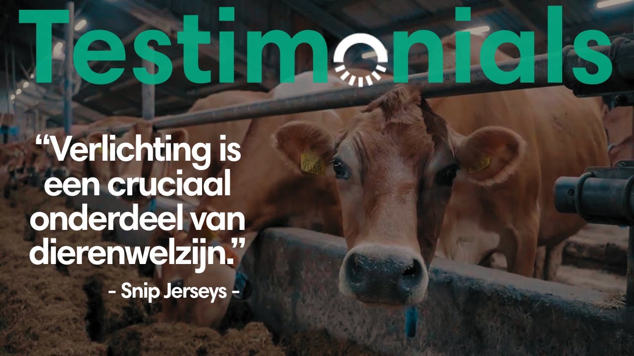 Hoe Snip Jerseys het welzijn van hun koeien verbeterde met betere stalverlichting