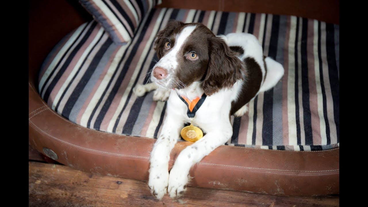 Lola - Springer Spaniel Puppy - 2 Weeks Residential Dog Training