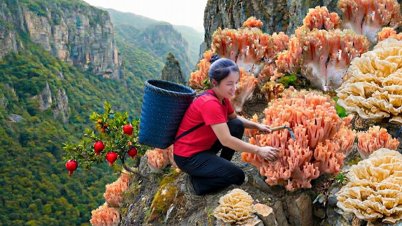 Harvest A Lot Of Chicken-Gizzard Mushrooms on Dangerous Cliff Goes to Market Sell | Susan Daily Life