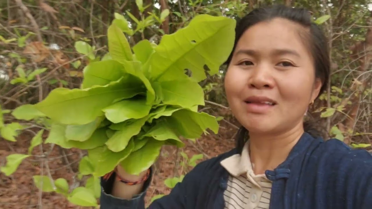 #เก็บผักขี้เหล็ก​ถึงเราดูใบไม้อ่อน​