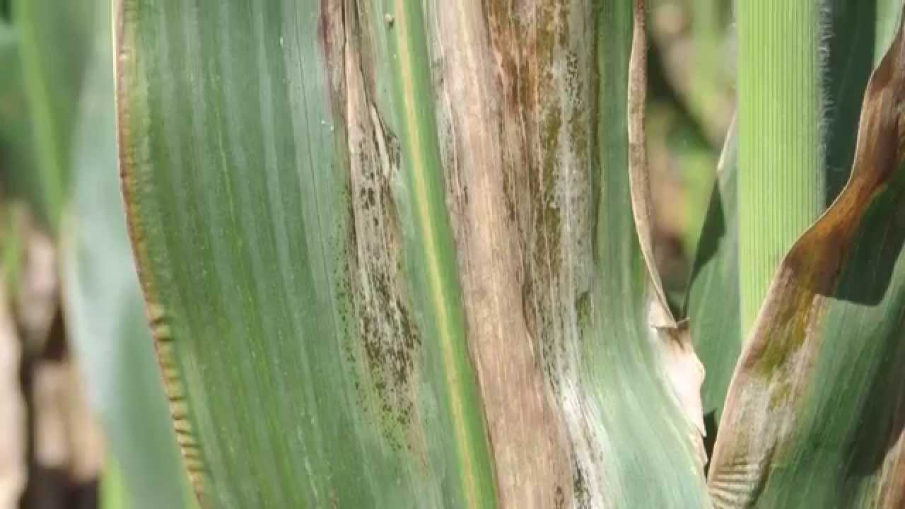 Corn Diseases:  Goss's Bacterial Wilt and Blight