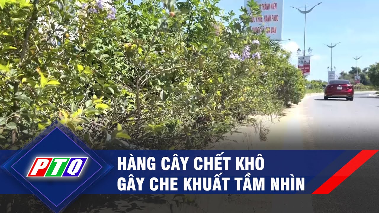 Tuyến đường dẫn Bắc cầu Thạch Bích: Hàng cây chết khô gây che khuất tầm nhìn | PTQ