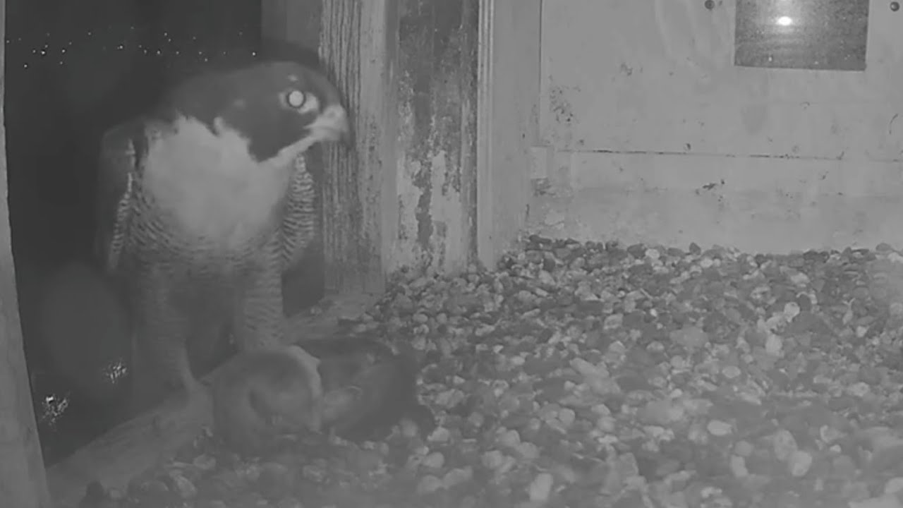 Diamond brings live bird and stashed in box corner | FalconCam Project | Mar 9, 26