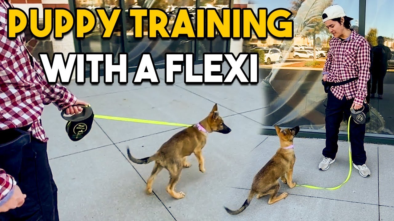 Training My Puppy With A Flexi Leash...