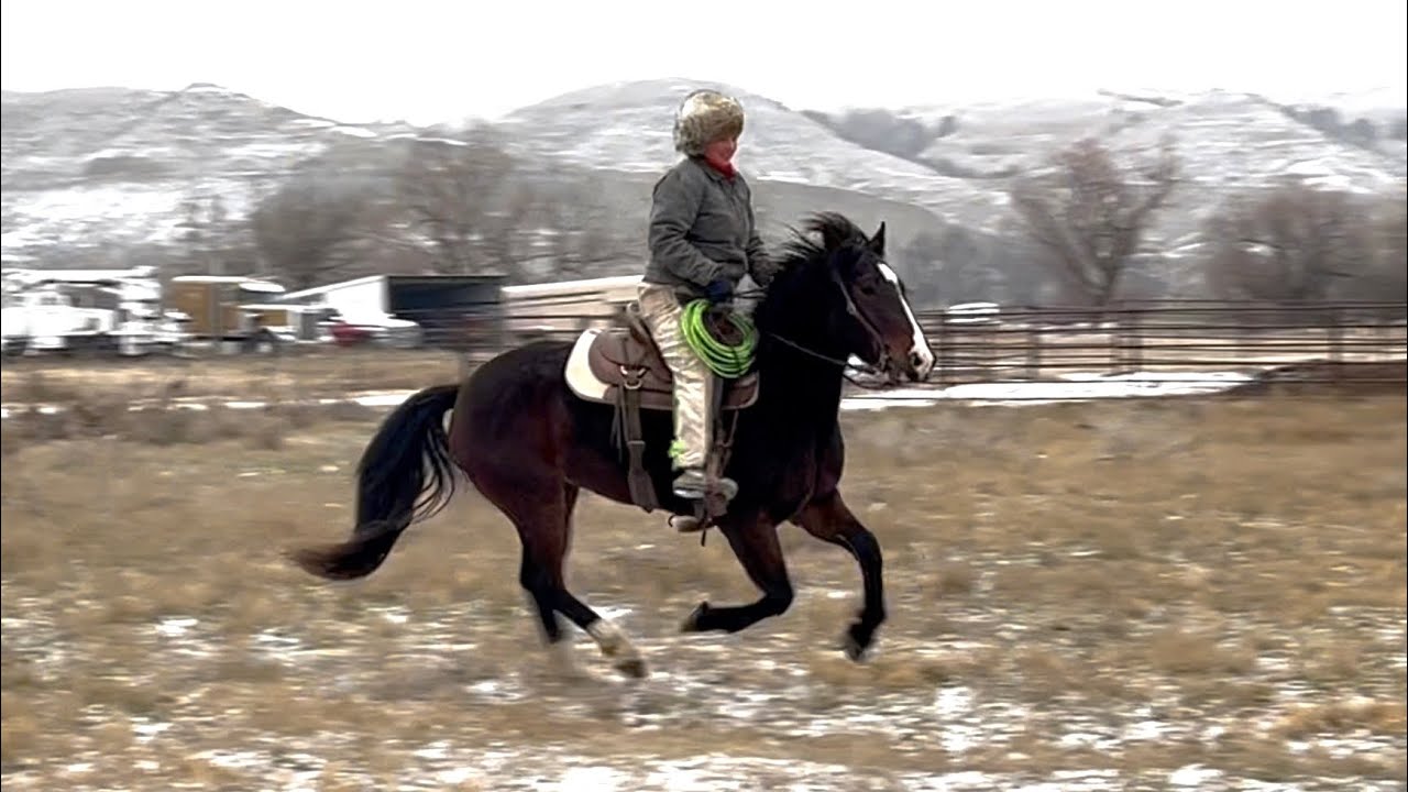 Демонстрация кобылы Drafty Tilly Filly — День 30 — Заезд 28