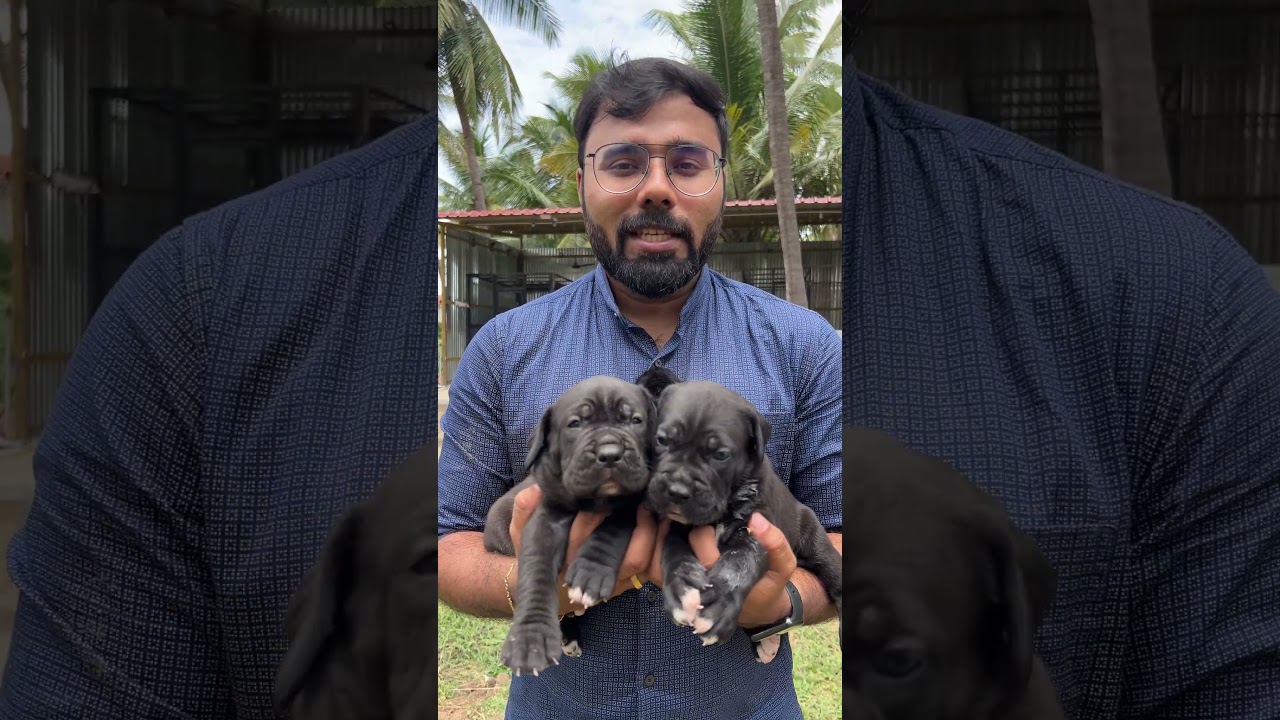 🐕&zwj;🦺 Cane Corso Puppies for Sale 💥 Coimbatore