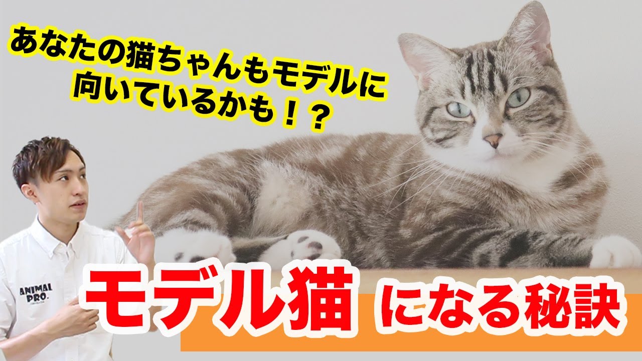 【解説】どうしたらモデル猫になれるの？