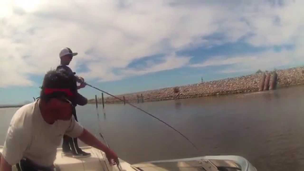Wide Open Stripers!  Swimbaits on the California Delta!