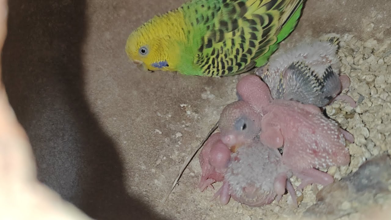Budgies Parrot Breeding Updates and Treatment Tips || Hindi/Urdu ||