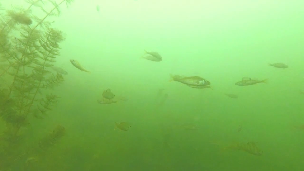 nurkowanie - jezioro Piłakno 9-11.07.2019