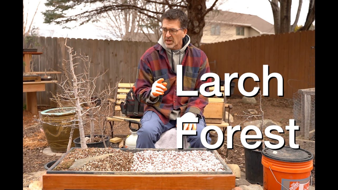 Larch Forest Repot pt 1:  Dave's Bonsai E200