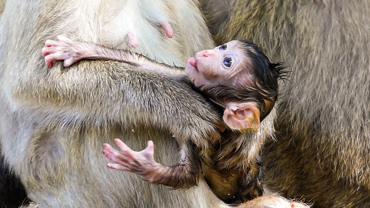 Slow gentle life | Adorable baby monkey Benji requests mom to move & walk