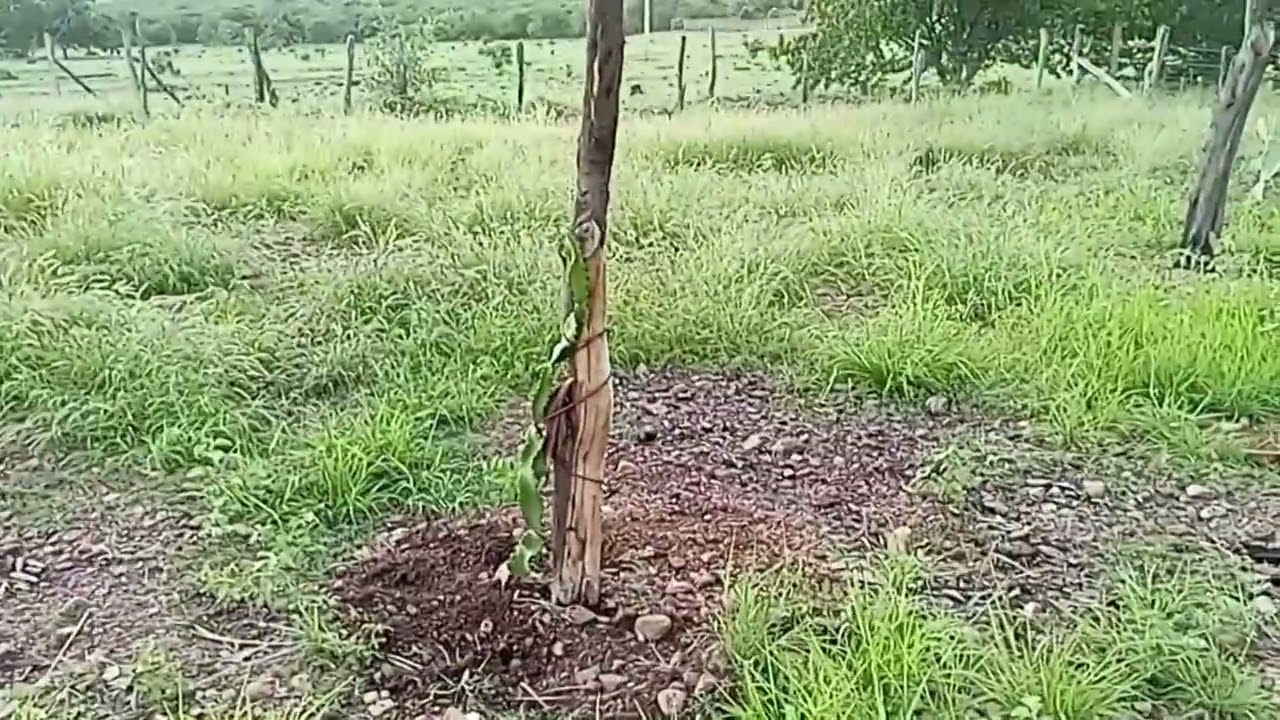 Olá gente plantei pytaia adubeii#@franadornooficial 🥰💪