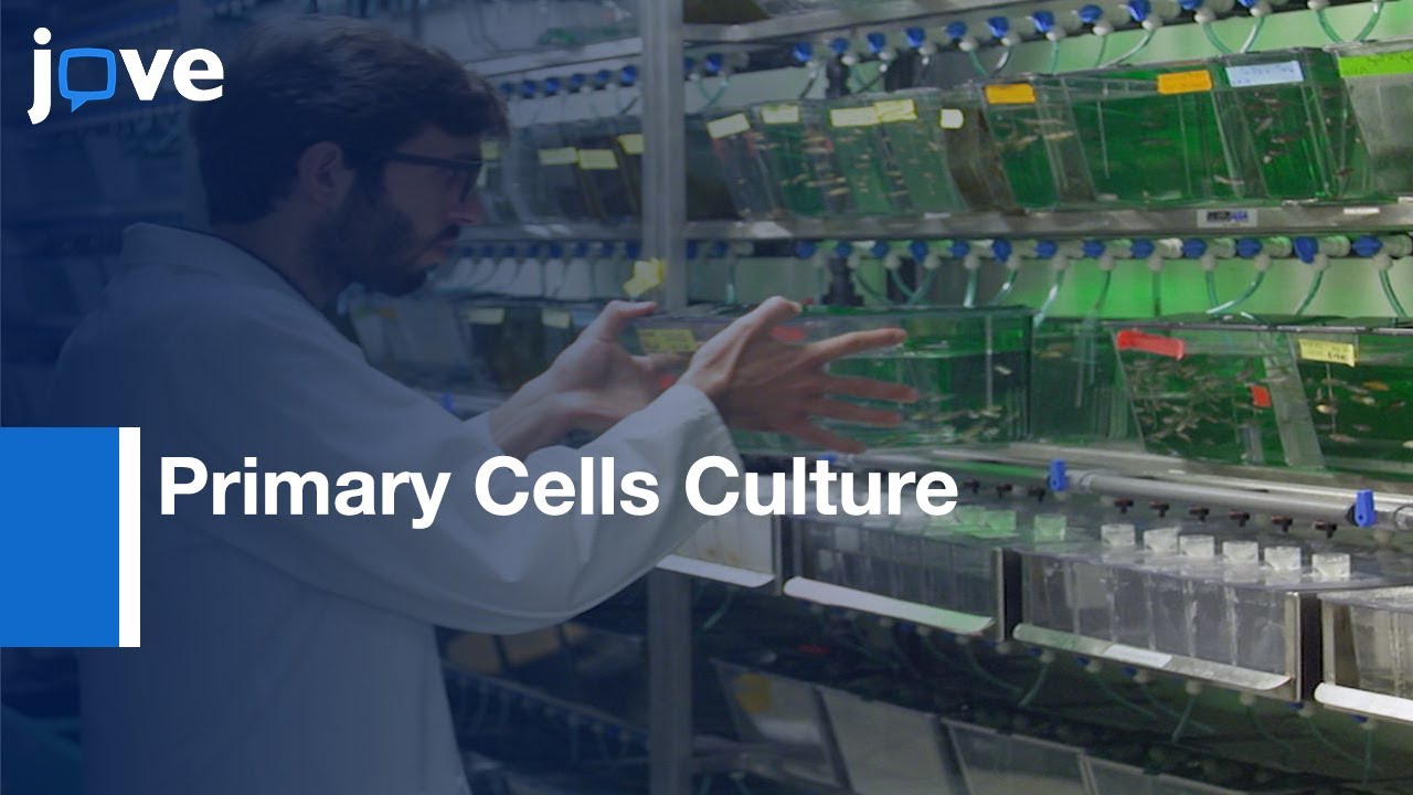 Primary Cells Culture and Transfection | Protocol Preview