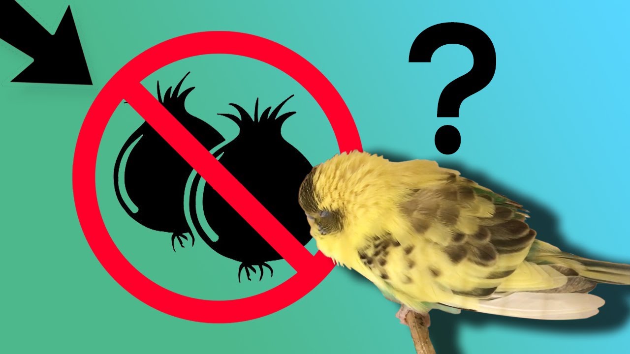 This food will kill your bird!