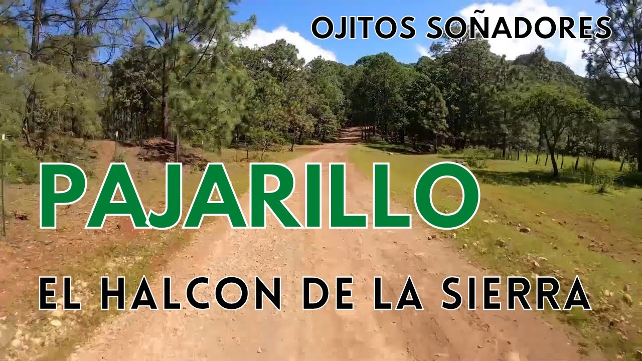 El Halcón De La Sierra - Pajarillo (Rumbo a Surutato)