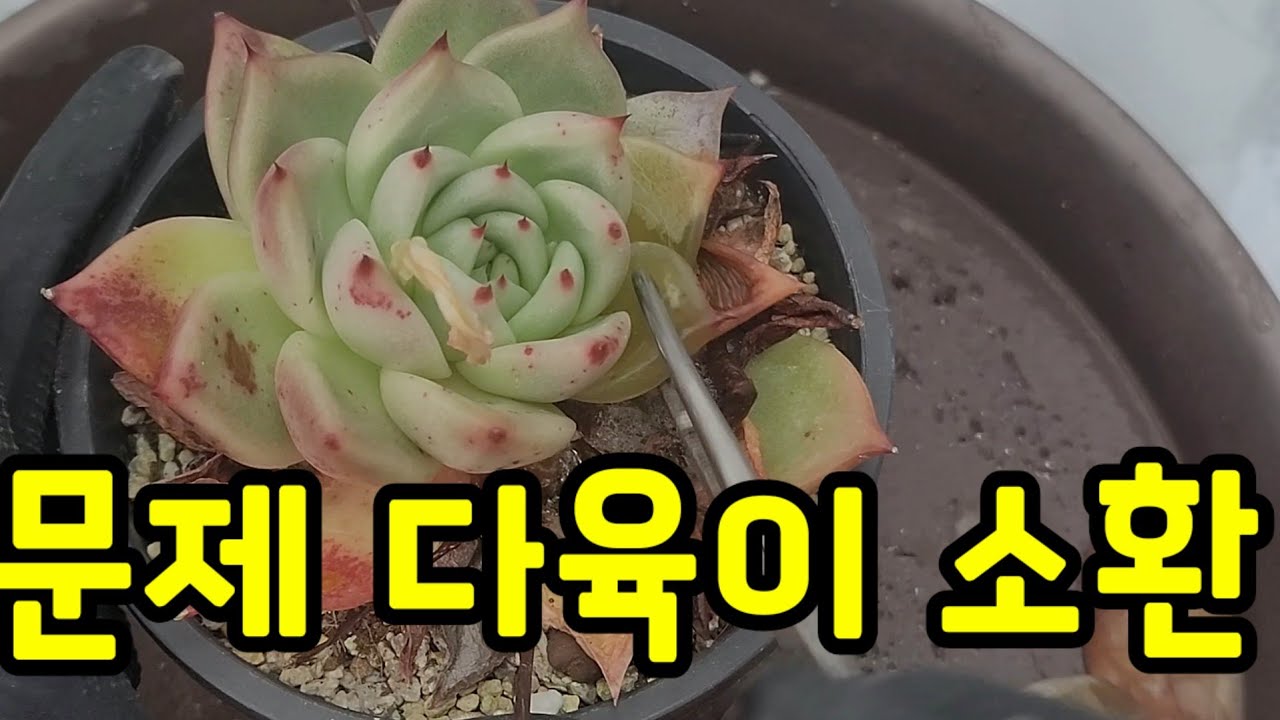문제 다육이들 소환 ~ 저온다습에 최악인 잿빛곰팡이병 💥다육이 잎 자체가 수분덩어리라 물 안줘도 잿빛곰팡이병 생겨요 ~ 