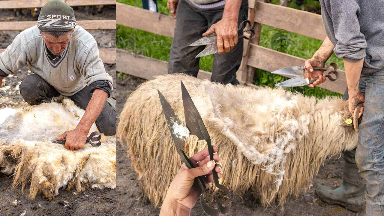 Sheep Shearing the OLD STYLE at Romanian Sheepfold