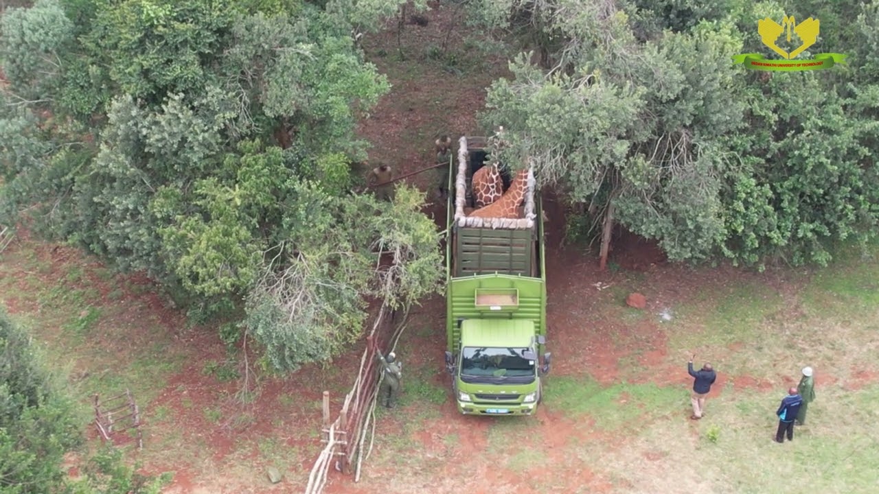 Aerial View of Giraffes at DeKUT Conservancy | Wildlife at Dedan Kimathi University of Technology