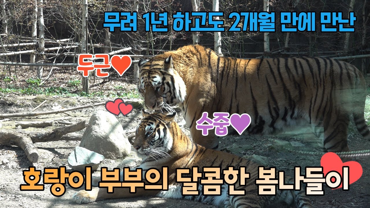 ★에버랜드 한국호랑이★ 무려 1년 만에 다시 만난 호랑이 부부의 리얼수줍 반응!! 잉꼬부부 태호 건곤이 타이거밸리에 함께 출근한 날