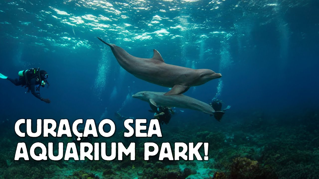 ZWEMMEN MET HAAIEN EN DOLFIJNEN IN HET CURAÇAO SEA AQUARIUM PARK!