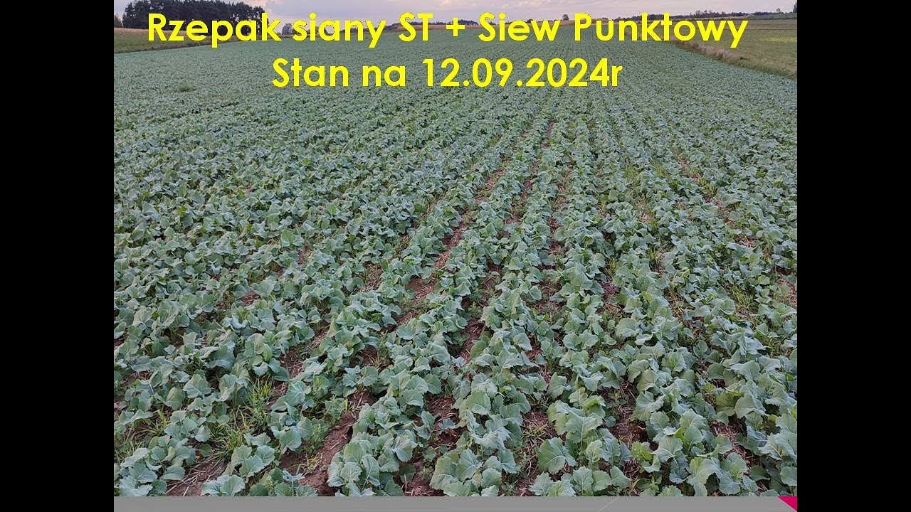 Siew Pasowy Rzepaku, ST+Siew Punktowy