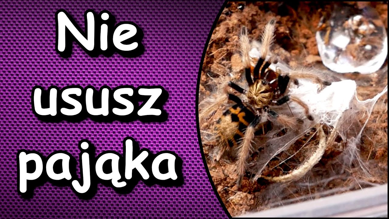 Wilgotność latem co zrobić aby nie zapić pająka 🤔