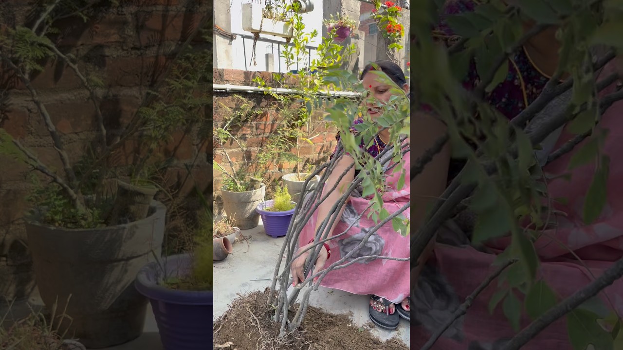 Replanting Your Curry Plant Successfully Today #gardening