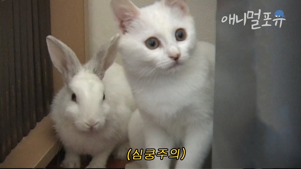 이렇게 사이좋은 토냥이 보신 적 있으신 가요..? 서로가 없으면 못사는 토끼와 고양이🐰🐱 l KBS 주주클럽 070819 방송