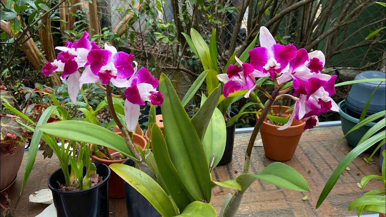 2536 為什麼要避免卡特蘭傷根換盆及如何做 cattleya orchid care tips