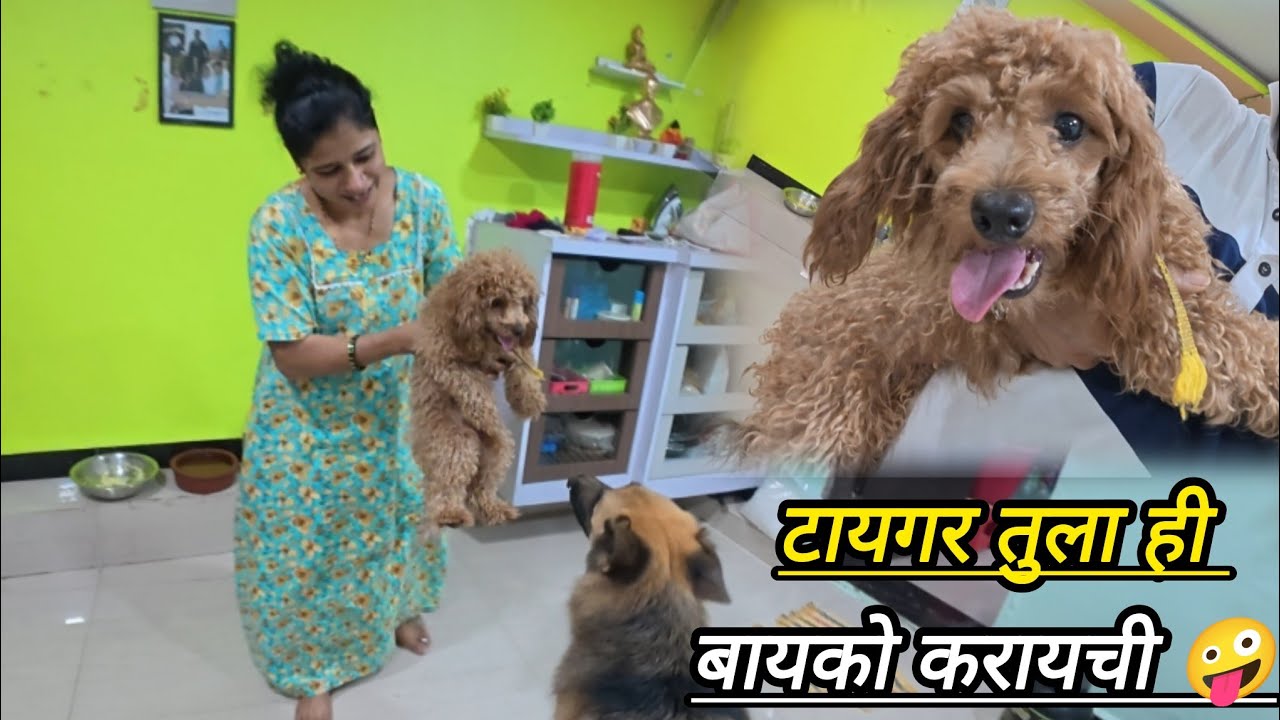 टायगरला बायको 😯/ मम्मीला सून 🤪😄🤦🏻‍♀️