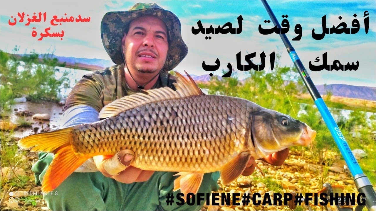 أفضل توقيت لصيد سمك الكارب في سد منبع الغزلان بسكرة #sofiene #carpfishing
