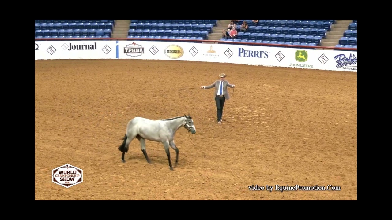 Blue Da Ba Dee- APHA World Champ yearling lunge line