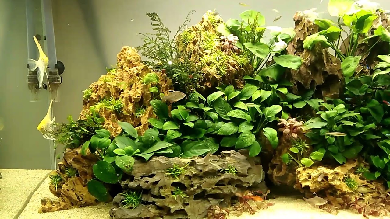 Aquascaping tropicale dolce