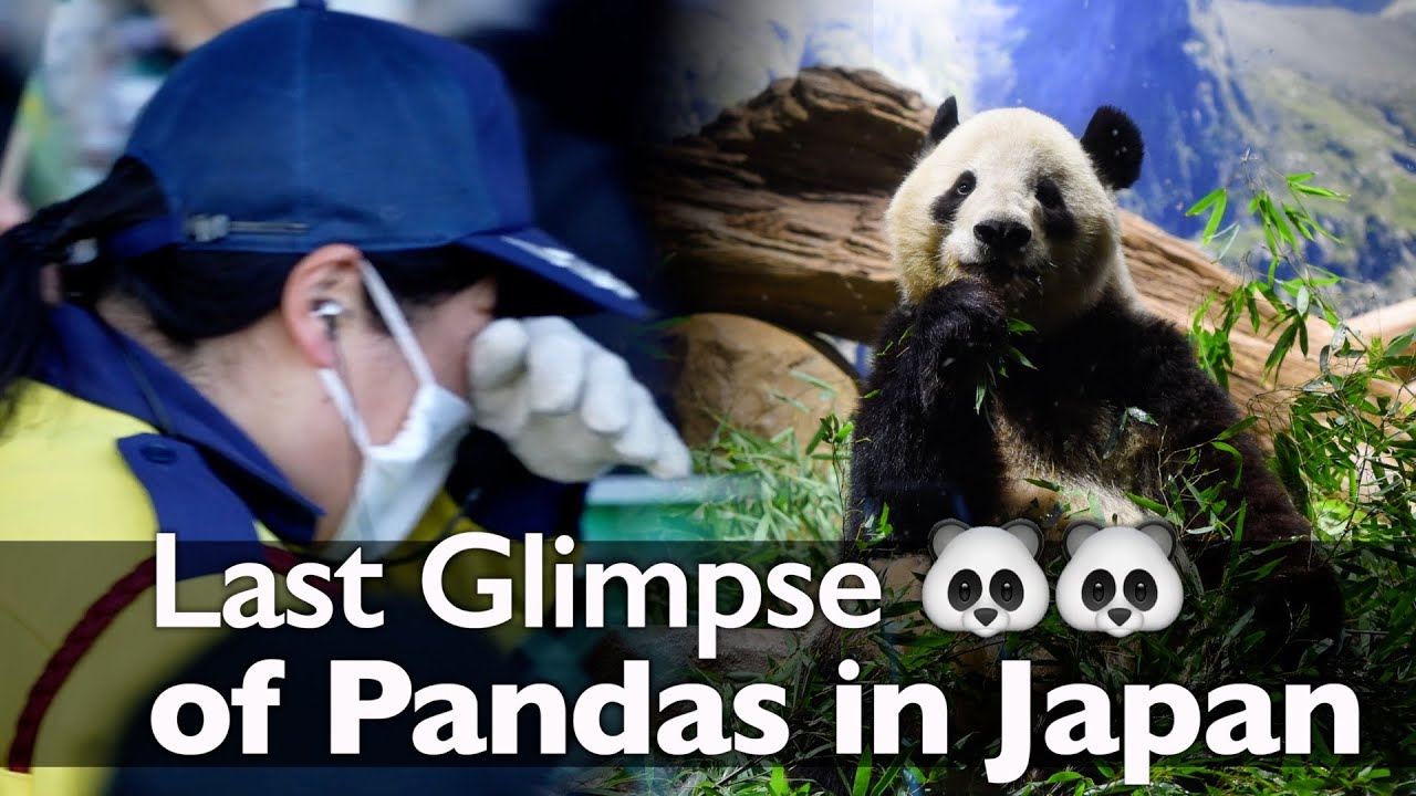 Tearful Japanese bid farewell to last Giant Pandas amid souring China ties, holding on to hope