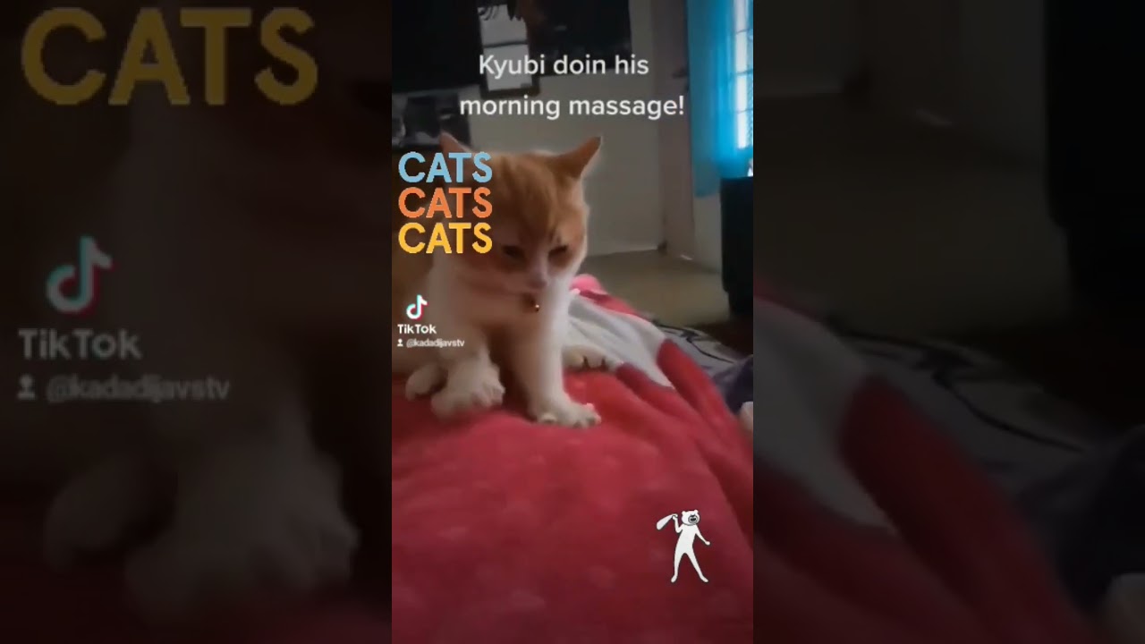 Kyubi on the loose! Cat Therapist!