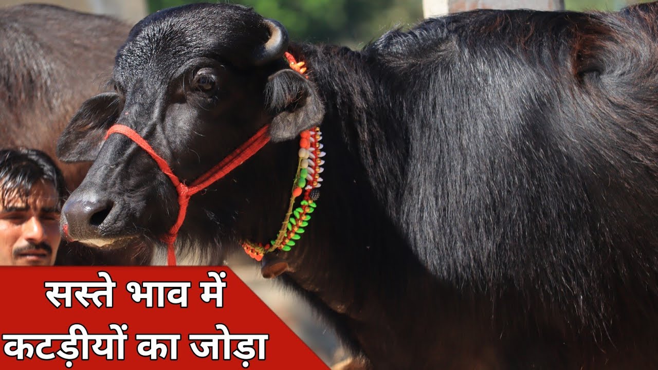 सस्ते भाव में कटड़ीयों का जोड़ा, बिक्री के लिए उपलब्ध | Jiya Dairy Farm (9817376173)
