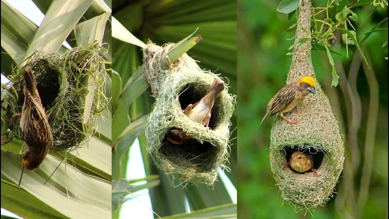 Wild Bird Nests Making Full Process - Baya Weaver Bird Nest/House  Build Up In Palm Tree