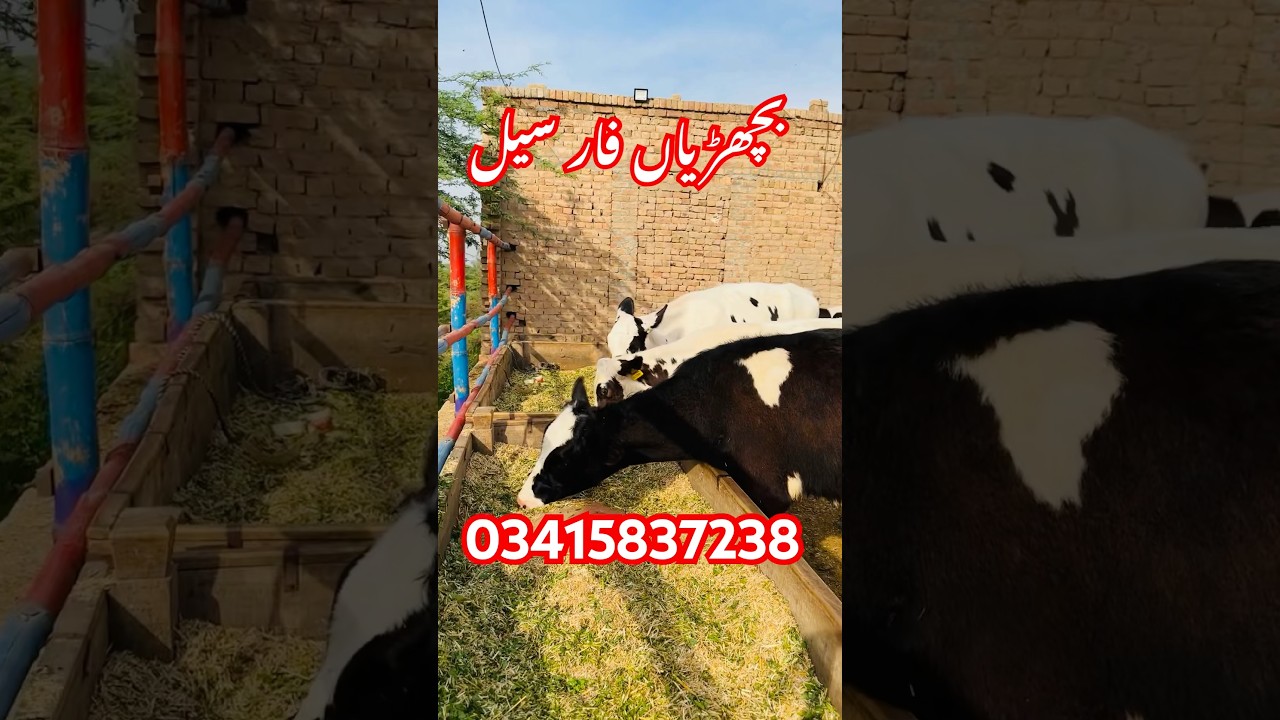 Baloch Dairy Farm | Swiss Brown Cows in punjab | imported cows | 23 March 2024