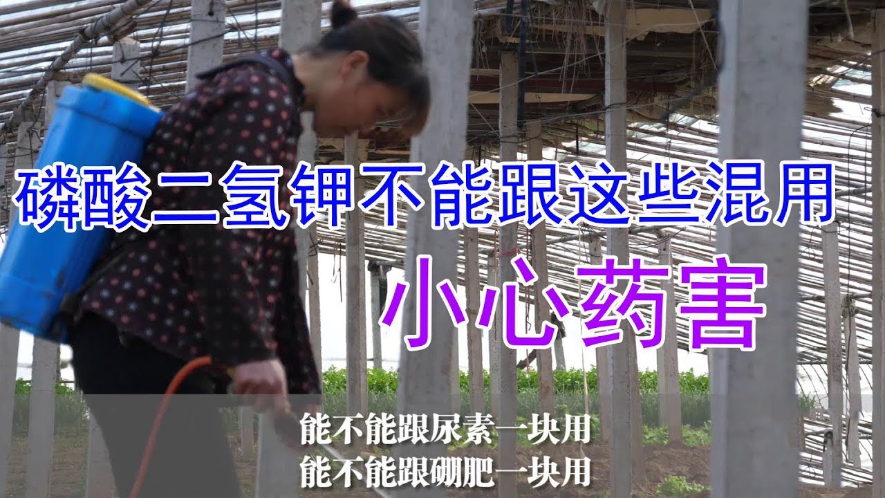 农民朋友要小心，种植蔬菜，磷酸二氢钾不能跟这些混用，小心药害【付老师种植技术团队】