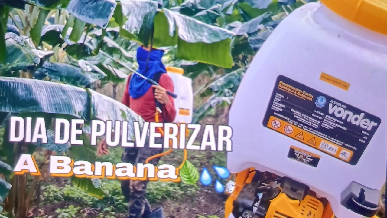 Dia de pulverização da banana da terra #agro #bananadaterra 
