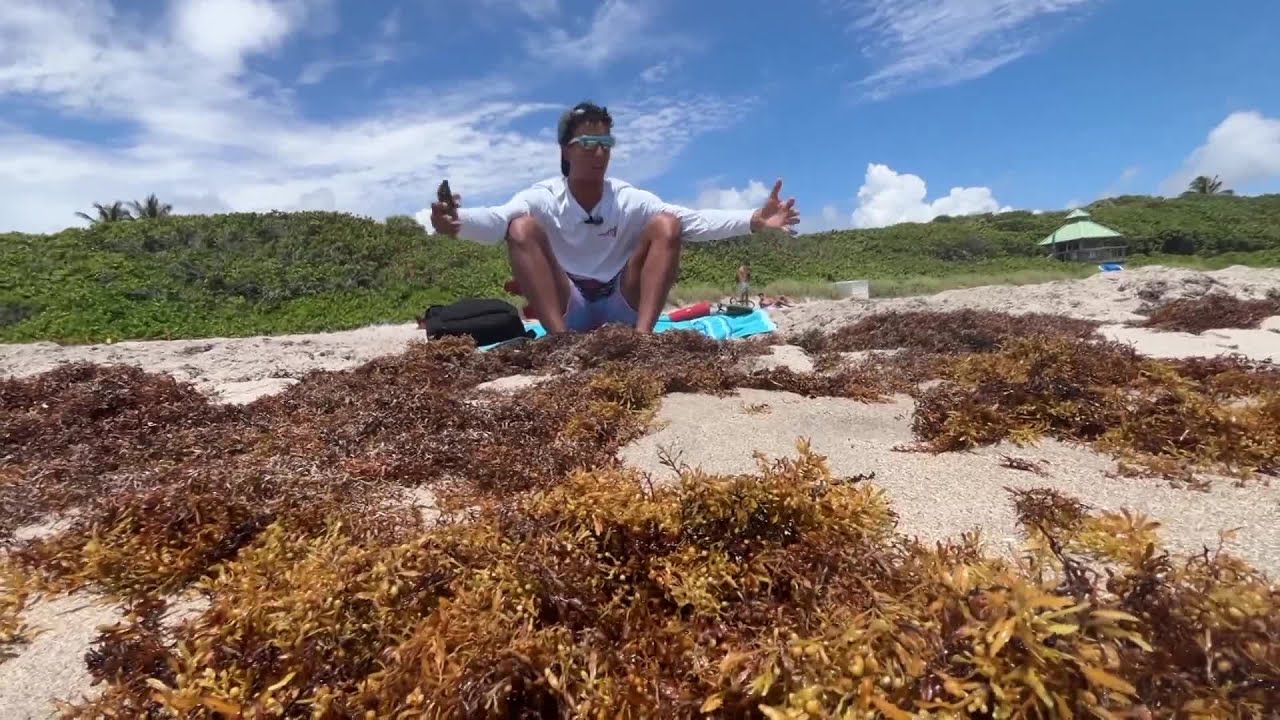 Sargassum takes over Florida beaches, why the invasion isn't over
