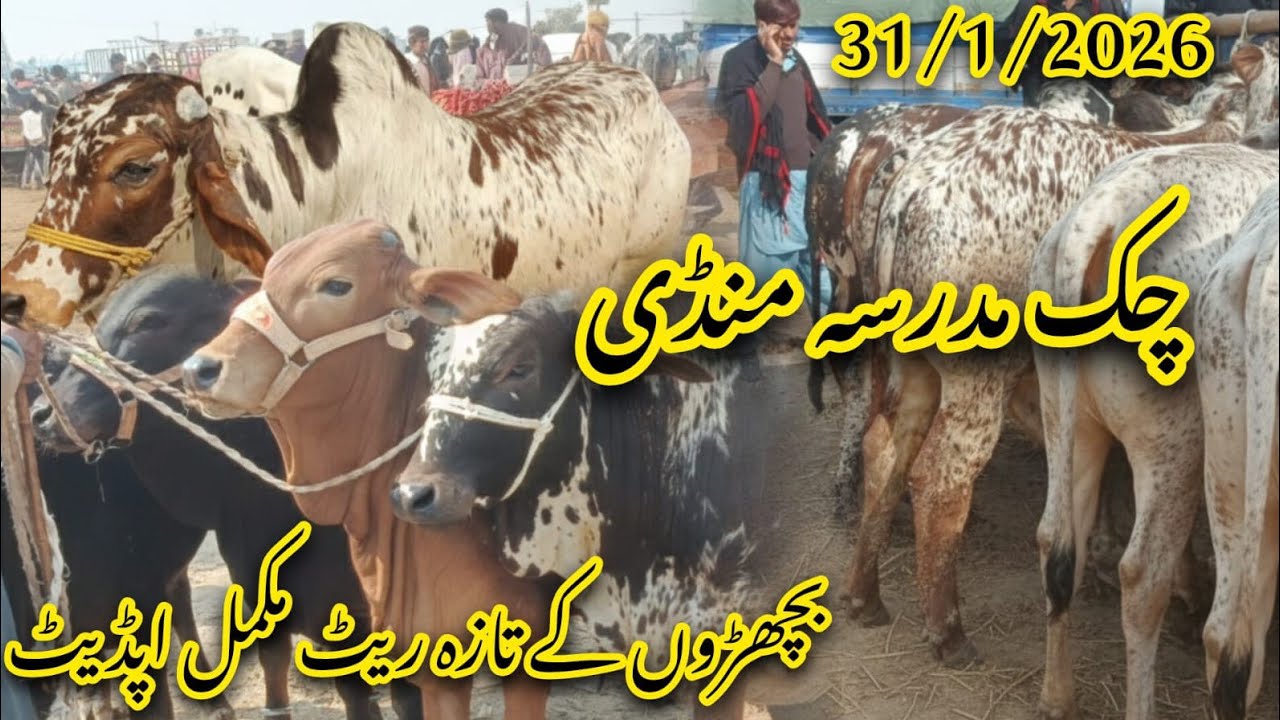 Chak Madrasa Mandi: Sirf Bachron Ke Rate | Qavi Baba Bahawalnagar Fresh Update 2026 🐂