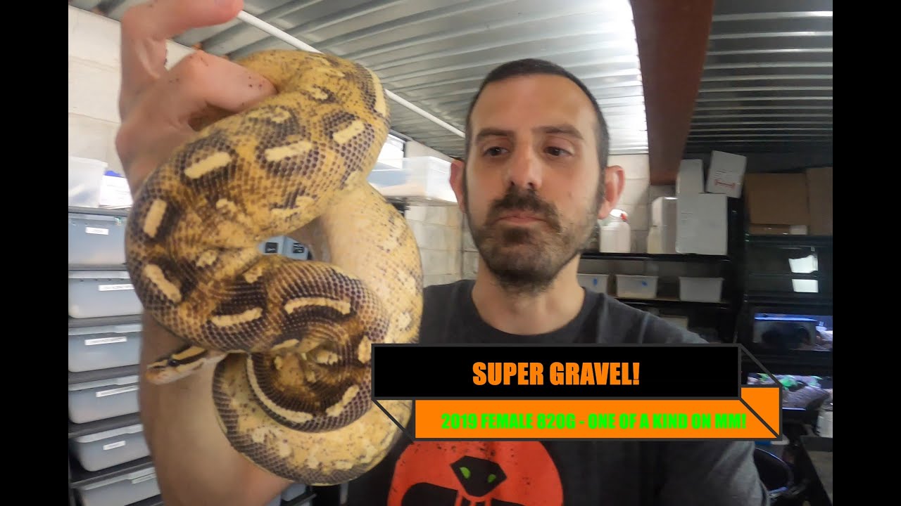 VLOG 20 - RARE BALL PYTHONS FOR SALE!!! SUPER GRAVEL FEMALE OVER 800G!