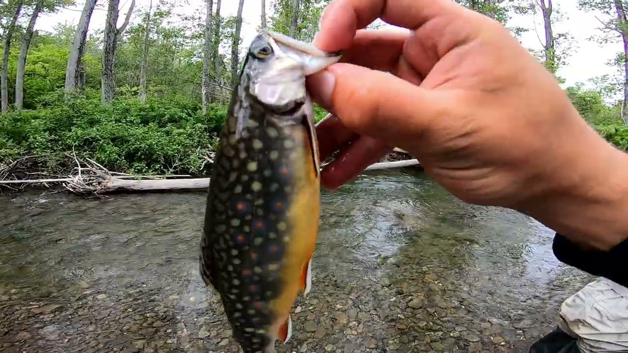 Pêche à la truite | Au Québec coule une rivière | Épisode 22
