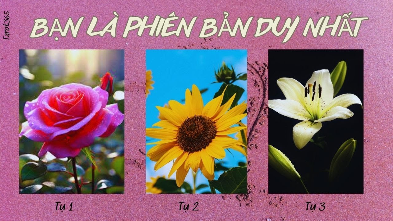 Tarot365 | Điều Gì Khiến Bạn Đặc Biệt Trong Mắt Người Khác?