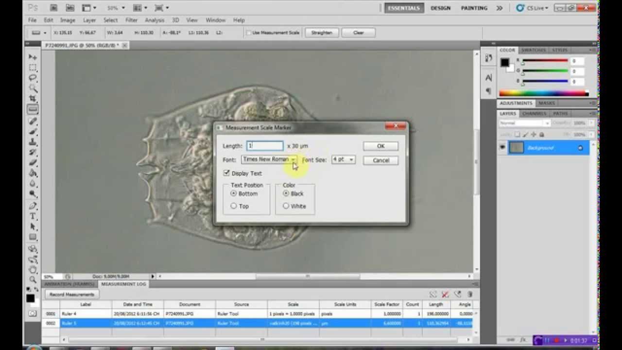 Adding a Scale Bar to Microscope Images using Photoshop (đặt thước đo ảnh kính hiển vi)