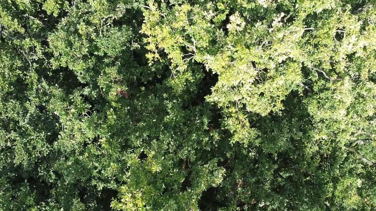 Aziatische Hoornaar nest gevonden in Lubbeek - 2