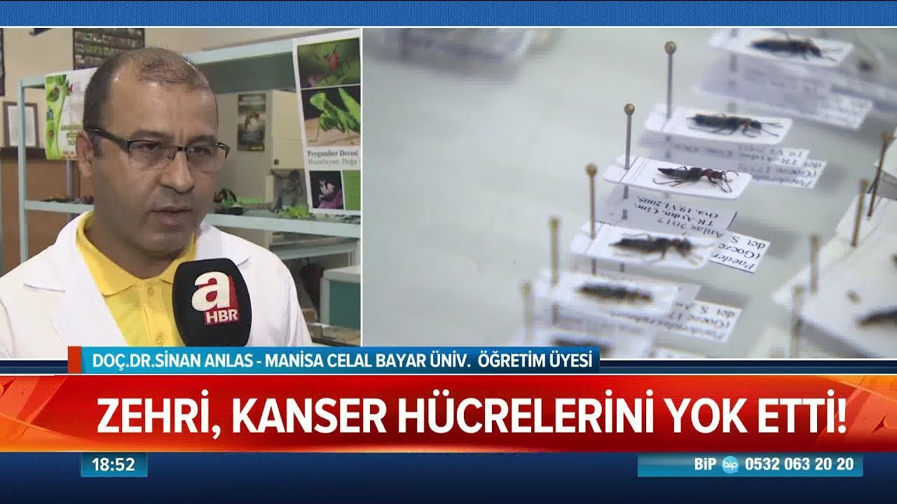 Zehriyle kansere umut olan böcek- Atv Haber 5 Temmuz 2018