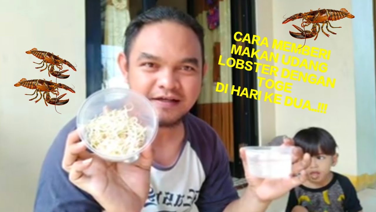 Cara Memberi Makan Udang Lobster dengan Toge